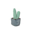 CACTUS PERUVIANO