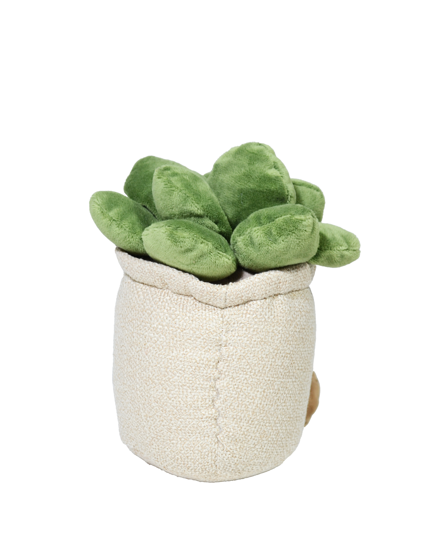 SUCULENTA VALERIA 22cm - BEIGE