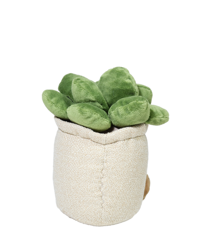 SUCULENTA VALERIA 22cm - BEIGE